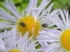 Anthrenus sp.